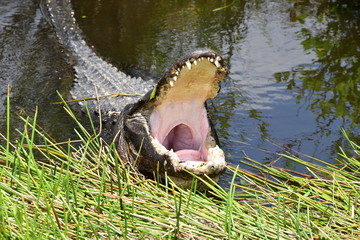 Hunger