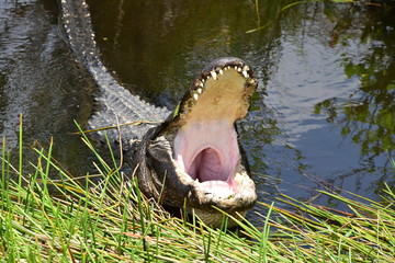Hunger