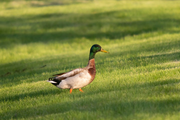 Mallard (Anas platyrhynchos)