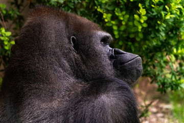 Western Lowland Gorilla (Gorilla Gorilla)