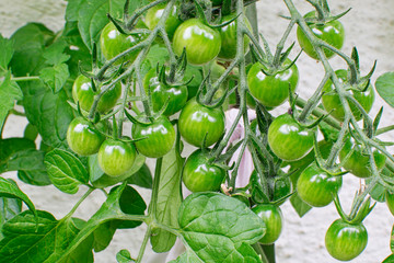 Grüne, noch unreife Kirschtomaten am Strauch im Garten