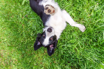 Funny outdoor portrait of cute smilling puppy border collie lying down on grass background. New lovely member of family little dog gazing and waiting for reward. Pet care and animals concept