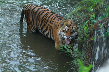 Fototapeta na wymiar tiger in water