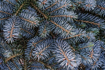 Naklejka na ściany i meble Close up shot of a pine tree's needles.
