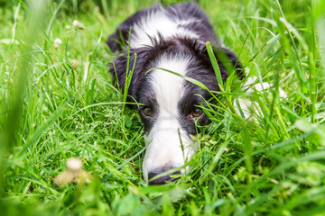 Naklejka na ściany i meble Funny outdoor portrait of cute smilling puppy border collie lying down on grass background. New lovely member of family little dog gazing and waiting for reward. Pet care and animals concept