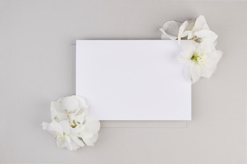 flatlay paper minimalistic white hydrangea light grey