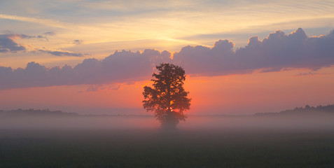 Foggy sunrise