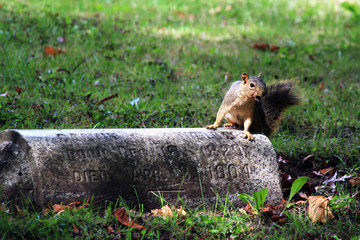 Squirrel on stone