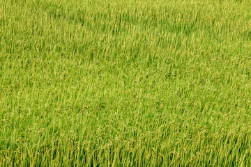 Fresh green rice field landscape background.