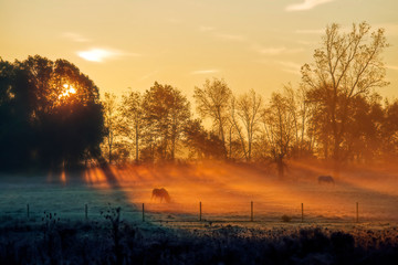 Fototapeta na wymiar Horses in the Morning Mist