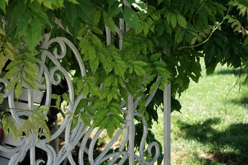 white wrought iron grating in the Park
