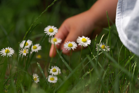  child hand pick up a daisy flower in the background