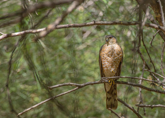 Cooper's Hawk in Arizona Woods #2