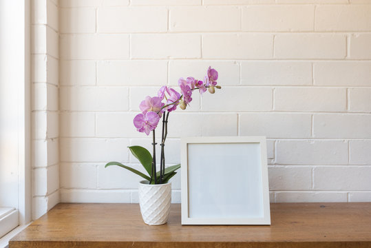 Closeup of purple phalaenopsis orchid in pot with blank square picture frame against white painted brick wall