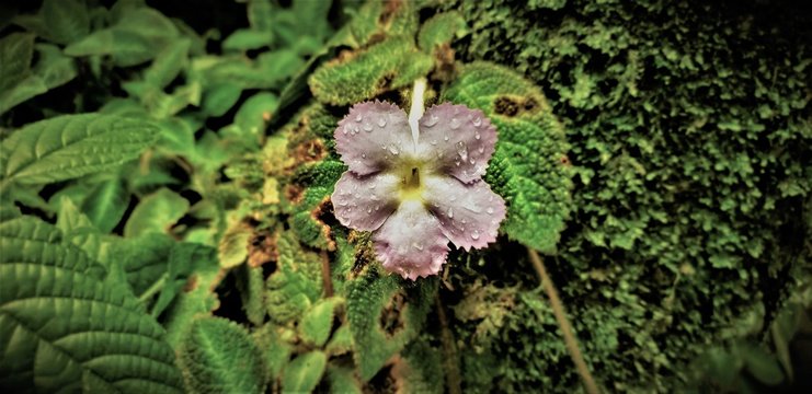 Piture of some nature details taken at Costa Rica.