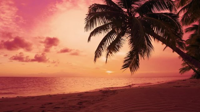 Coconut palm against the backdrop of a red sunset. Sea sunset landscape. Twilight on a tropical beach. Summer evening on the sea coast. Beautiful seascape of the evening beach.