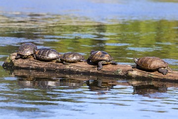 Group of Turtles resting on Tree log in Goodacre Lake, Beacon Hill Park Victoria British Columbia Canada