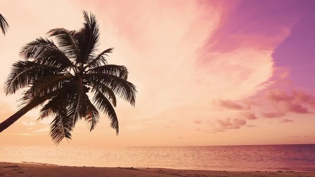 Pink sunset landscape over the Atlantic Ocean. Sunset over the sea. Palm trees on the beach, clouds and waves. Nature and tropical evening seascape.