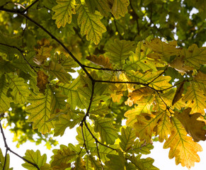 Forest deciduous forest fall