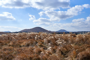 A view of a field of silver grass and the famous oreum, a volcanic cone, of Jeju Island in the distant horizon.