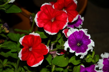 Petunia flowers of two colors, red and purple.