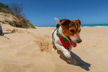 Happy dog running along beach on sunny day