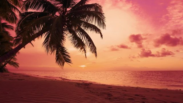 Orange sunset on a tropical sea beach. Coconut tree against the sunset sky. Sea sunset. Twilight on the sea coast. Nature sunset.