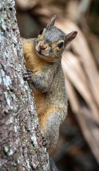 Wild Grey Squirrel On a Tree