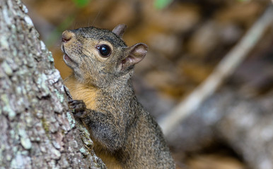 Wild Grey Squirrel On a Tree
