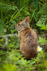 Brown Wild Bunny Rabbit 