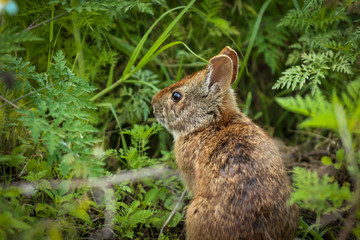 Brown Wild Bunny Rabbit 