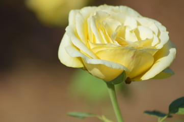 Thomasville rose garden 0294