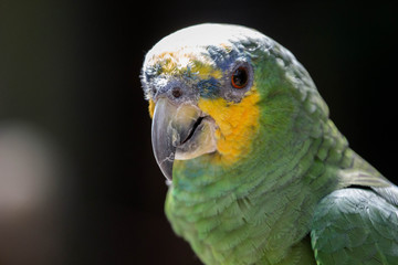 Parrot Portrait 