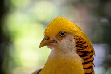 Golden Pheasant Bird 