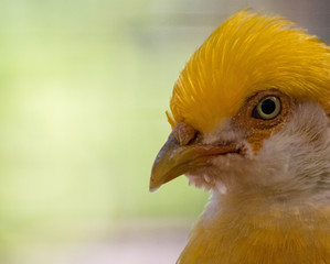Golden Pheasant Bird 