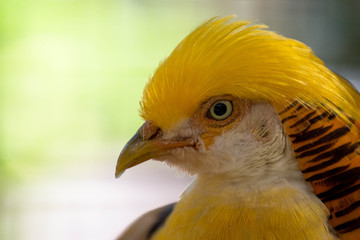 Golden Pheasant Bird 