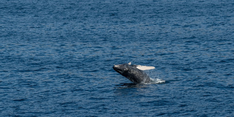 Fototapeta premium Humpback Whale (Megaptera novaeangliae) breaching off the coast of Baja California, Mexico.