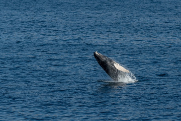 Obraz premium Humpback Whale (Megaptera novaeangliae) breaching off the coast of Baja California, Mexico.