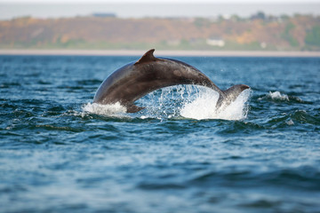 Naklejka premium leaping bottlenose dolphin