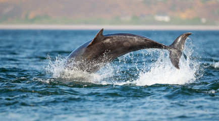 leaping bottlenose dolphin