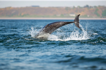 Fototapeta premium leaping bottlenose dolphin