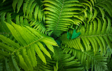 Tropical fern plant growing in botanical garden with dark light background