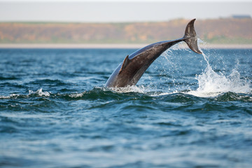 Fototapeta premium leaping bottlenose dolphin