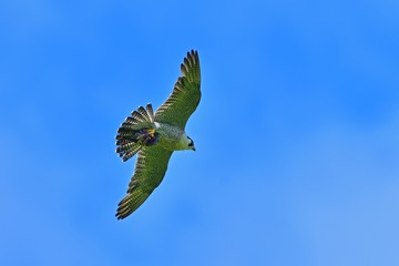 子育てに大忙しのハヤブサ 