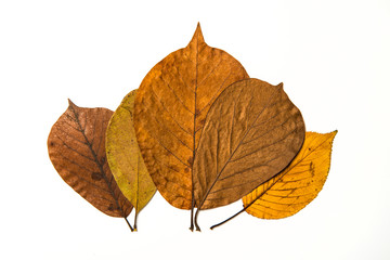 Leaf on white background.