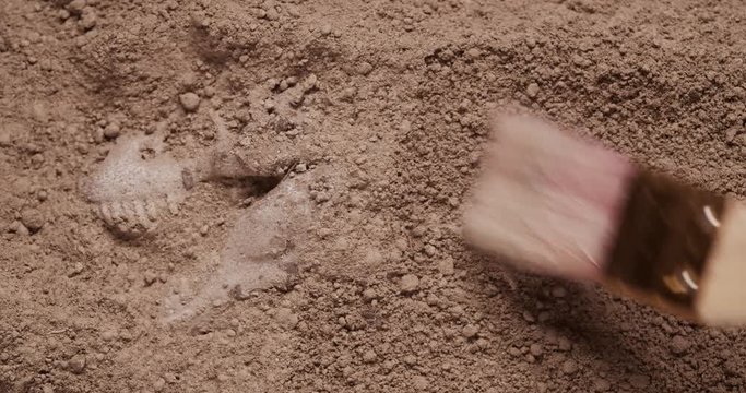 Unearthing Dinosaur fossils