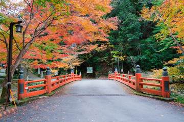 Fototapeta premium 京都 神護寺の高雄橋と紅葉