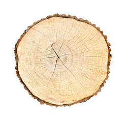 Big tree trunk slice cut from the woods. Textured surface with rings and cracks. Neutral brown...