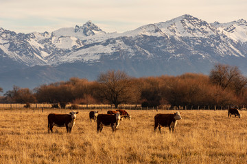 herd of cows on pasture at sunset