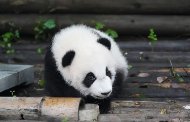 Baby of Giant Panda rests